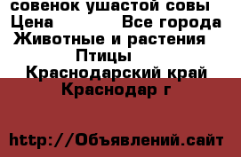 совенок ушастой совы › Цена ­ 5 000 - Все города Животные и растения » Птицы   . Краснодарский край,Краснодар г.